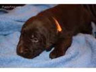 Labrador Retriever Puppy for sale in Port Saint Lucie, FL, USA