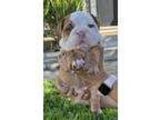 Bulldog Puppy for sale in La Mirada, CA, USA