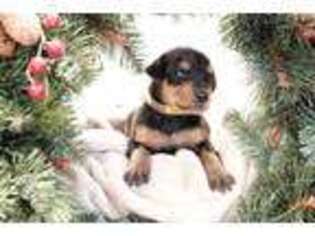 Doberman Pinscher Puppy for sale in Charleston, SC, USA