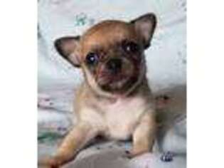 Chihuahua Puppy for sale in Portland, OR, USA