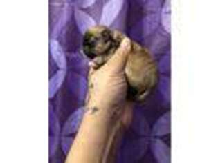 Pekingese Puppy for sale in Atlanta, GA, USA