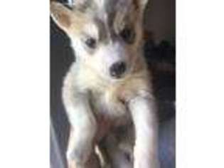 Siberian Husky Puppy for sale in Boston, MA, USA