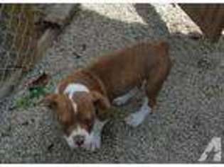 Olde English Bulldogge Puppy for sale in SAINTE GENEVIEVE, MO, USA