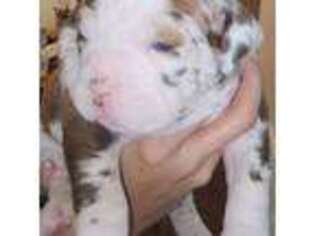 Alapaha Blue Blood Bulldog Puppy for sale in Columbus, OH, USA