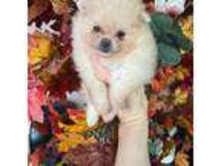 Pomeranian Puppy for sale in Grayslake, IL, USA