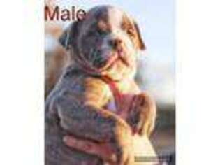 Olde English Bulldogge Puppy for sale in Denison, TX, USA