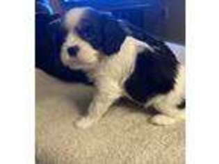 Cavalier King Charles Spaniel Puppy for sale in Zanesville, OH, USA