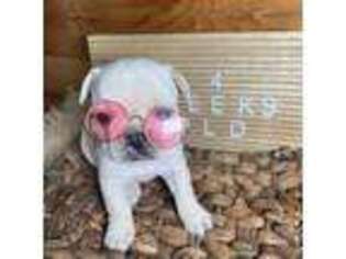 French Bulldog Puppy for sale in Morgantown, KY, USA