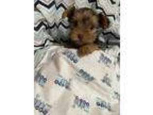 Yorkshire Terrier Puppy for sale in Bassett, VA, USA