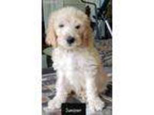 Labradoodle Puppy for sale in Washington, NC, USA