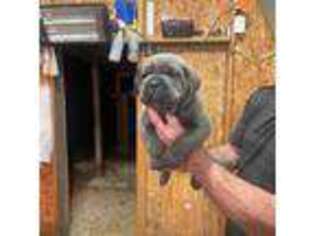 Cane Corso Puppy for sale in Thomasville, NC, USA