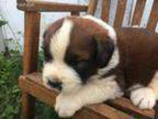 Saint Bernard Puppy for sale in Greencastle, PA, USA