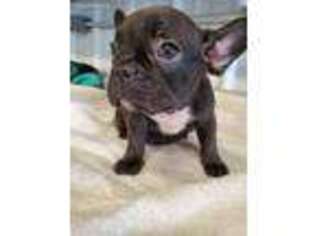 French Bulldog Puppy for sale in Scranton, IA, USA