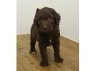Labradoodle Puppy for sale in Morrilton, AR, USA