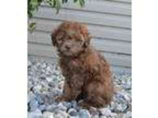 Shih-Poo Puppy for sale in Celina, OH, USA