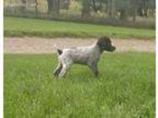 German Wirehaired Pointer Puppy for sale in Keota, IA, USA