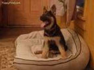 German Shepherd Dog Puppy for sale in Camden, MI, USA