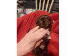 Mutt Puppy for sale in Chittenango, NY, USA