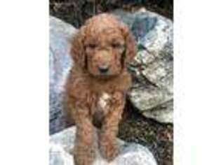 Goldendoodle Puppy for sale in Farmington, UT, USA