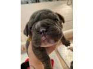Olde English Bulldogge Puppy for sale in Brick, NJ, USA