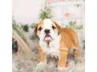 Bulldog Puppy for sale in Warsaw, IN, USA