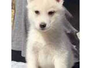 Siberian Husky Puppy for sale in Richmond, VA, USA