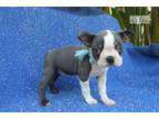 Boston Terrier Puppy for sale in Los Angeles, CA, USA