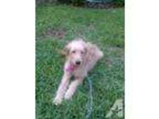 Goldendoodle Puppy for sale in DEBARY, FL, USA