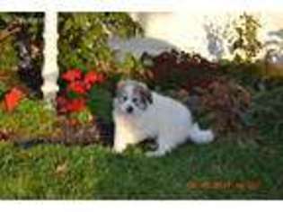 Great Pyrenees Puppy for sale in Alexandria, OH, USA
