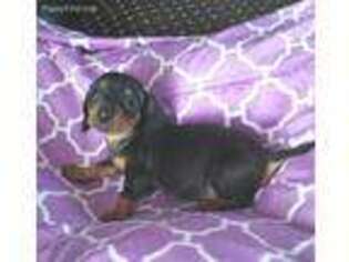 Dachshund Puppy for sale in Whitesboro, TX, USA