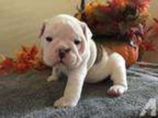 Bulldog Puppy for sale in SALADO, TX, USA