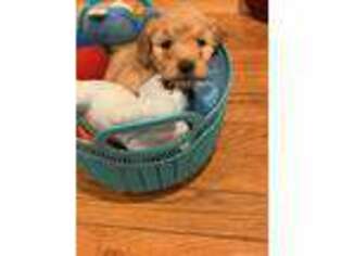 Goldendoodle Puppy for sale in Wayne, NJ, USA