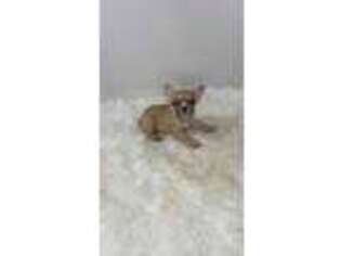 French Bulldog Puppy for sale in Pierson, MI, USA