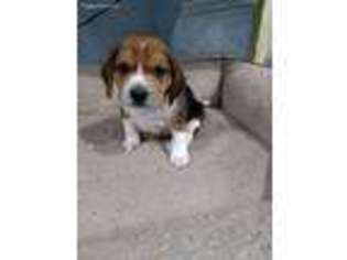 Beagle Puppy for sale in Manhattan, KS, USA