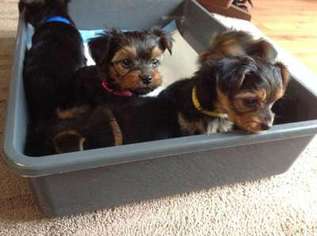 Yorkshire Terrier Puppy for sale in Springfield, OH, USA