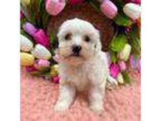Havanese Puppy for sale in Wills Point, TX, USA