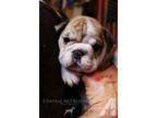 Bulldog Puppy for sale in CENTRALIA, MO, USA