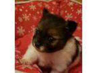 Pomeranian Puppy for sale in Weatherford, TX, USA