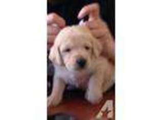 Labradoodle Puppy for sale in NEW CASTLE, KY, USA