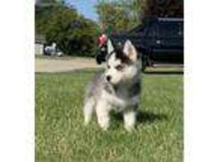 Siberian Husky Puppy for sale in Elkhorn, WI, USA