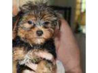 Yorkshire Terrier Puppy for sale in Hartville, MO, USA