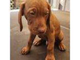 Vizsla Puppy for sale in Mather, CA, USA