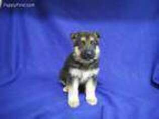 German Shepherd Dog Puppy for sale in Kit Carson, CO, USA