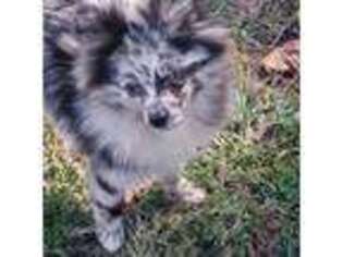 Pomeranian Puppy for sale in Industry, IL, USA