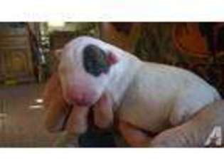 Bull Terrier Puppy for sale in STEARNS, KY, USA