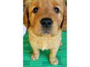 Golden Retriever Puppy for sale in Myrtle Point, OR, USA