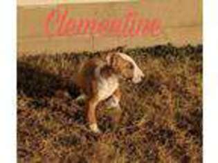 Bull Terrier Puppy for sale in Kansas, OK, USA