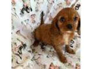 Cavalier King Charles Spaniel Puppy for sale in Pearland, TX, USA