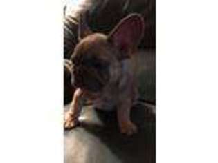 French Bulldog Puppy for sale in Vass, NC, USA