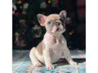 French Bulldog Puppy for sale in Emporia, KS, USA
